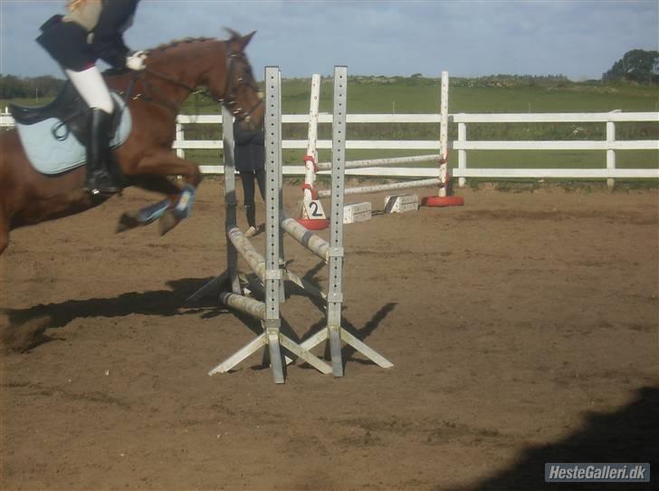 Connemara nelly<33 - til stæven på rosenkilde<33 billede 2