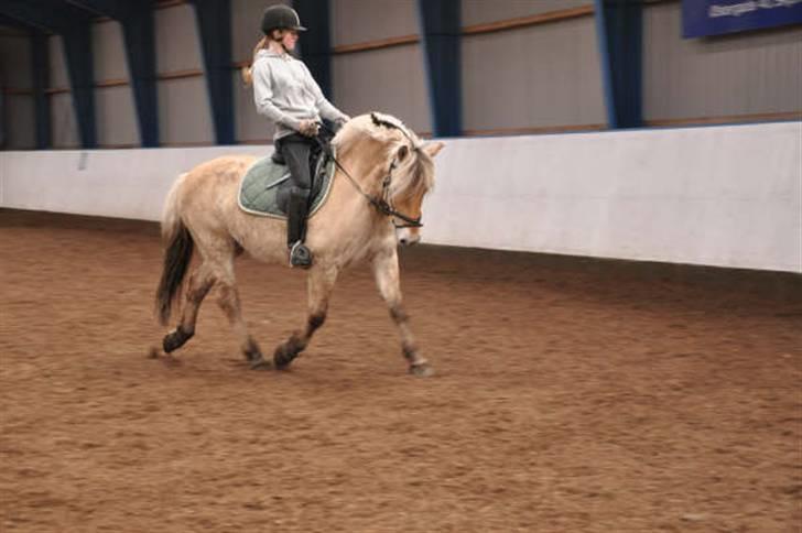 Fjordhest Bosse  - Dressur. billede 8