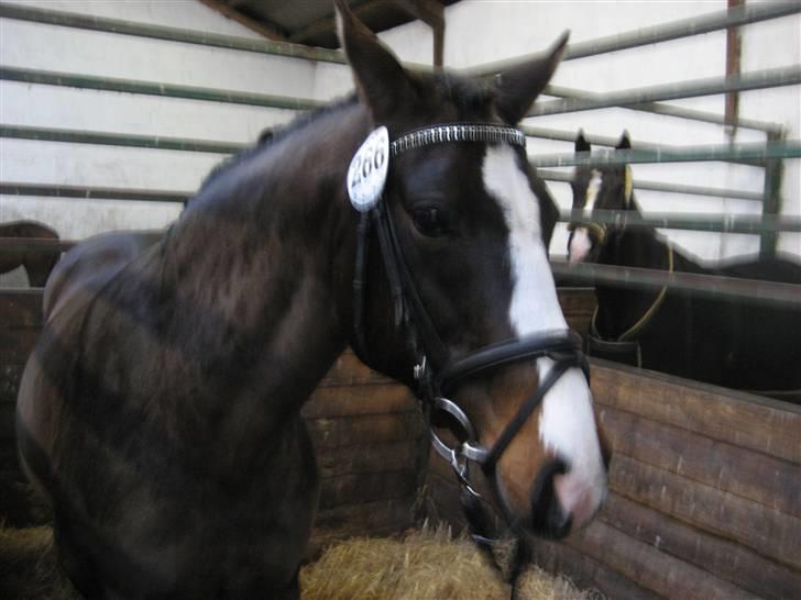 Dansk Varmblod Mette Mølholm "RIP" billede 1