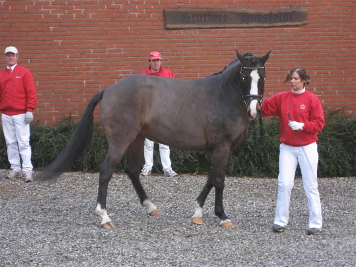 Dansk Varmblod Mette Mølholm "RIP" billede 4