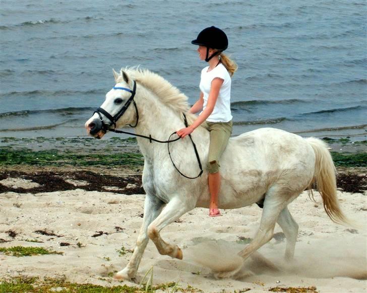 New Forest  Silver "Himmelhest" - Gallop på stranden ved limfjorden 09 billede 2