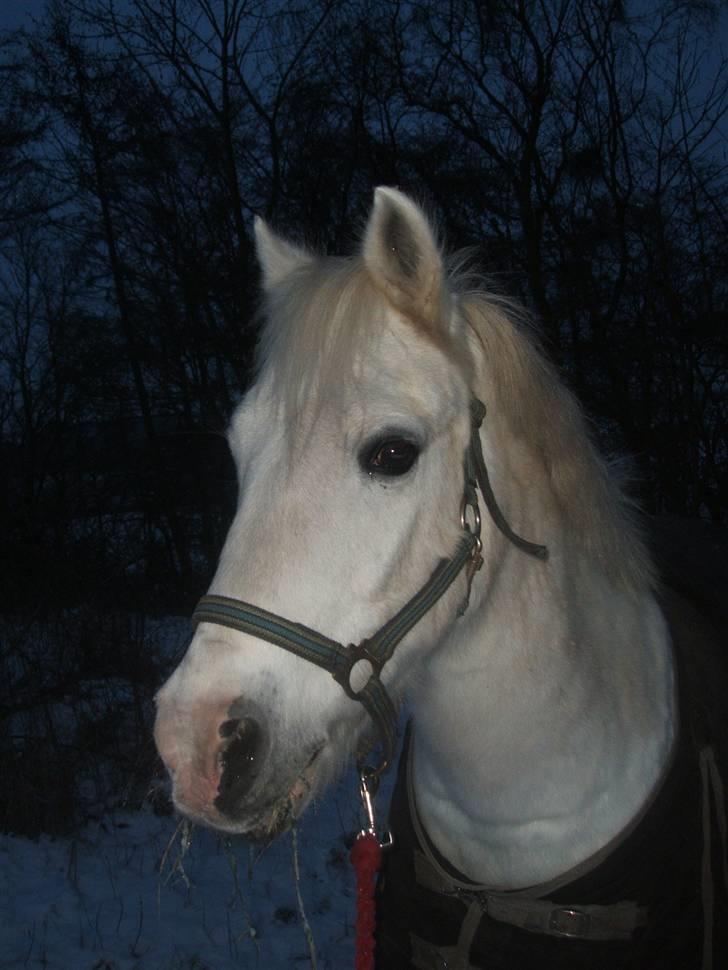 New Forest  Silver "Himmelhest" - Smukke Silver Skat i Sneen på Tougaard julen 2009 billede 3