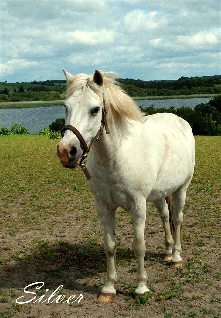 New Forest  Silver "Himmelhest" - Silver tilbage på Tougaard 30 juni-10 billede 4