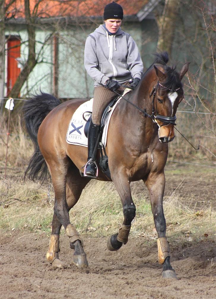 Holstener proud daylight*SOLGT :'(* - Foto Funda billede 11
