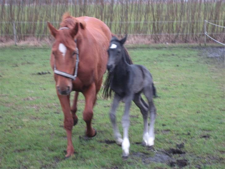 Dansk Varmblod Cocktail and Dreams SOLGT billede 3