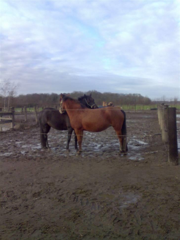 New Forest Elmholts Lady<3 - 11) Lady dit nussehoved? Lady og Alfie på jordfold i vinters!<3 nåår så sødt;D billede 11