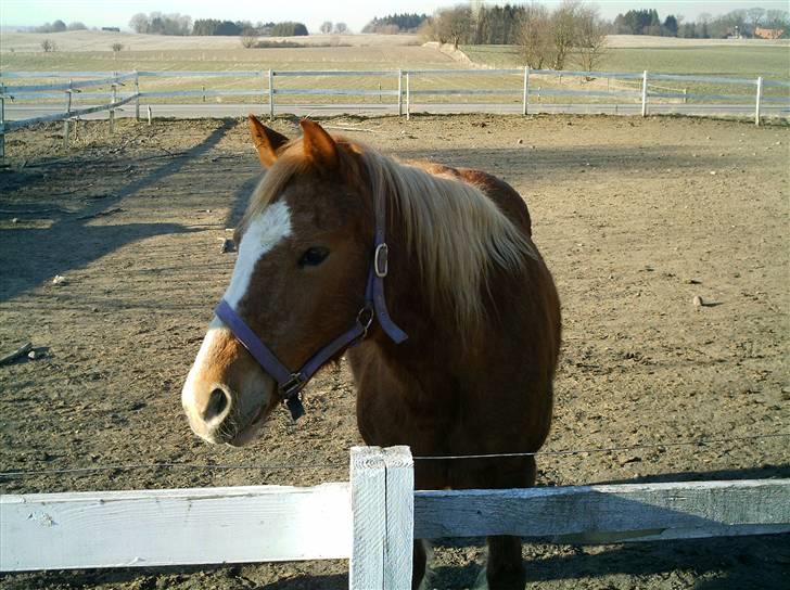Tyroler Haflinger Dixie<3 (Bacardi)R.I.P:'( - dejlige pony<3 billede 1