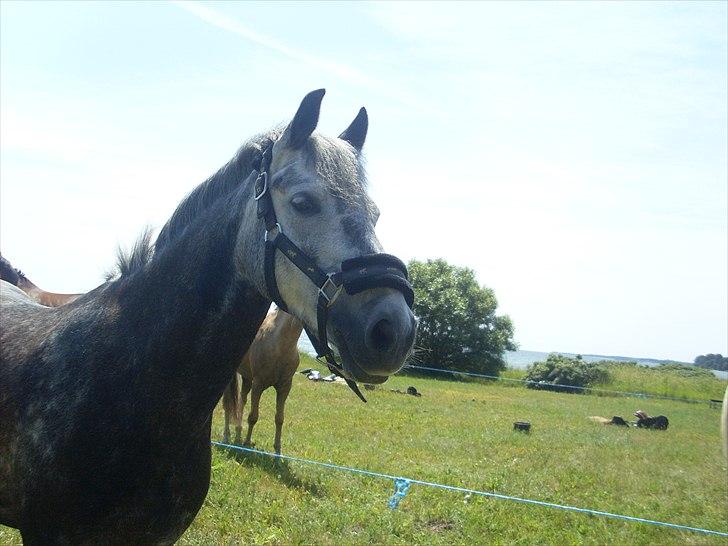 Anden særlig race Pegasus (SOLGT) billede 3