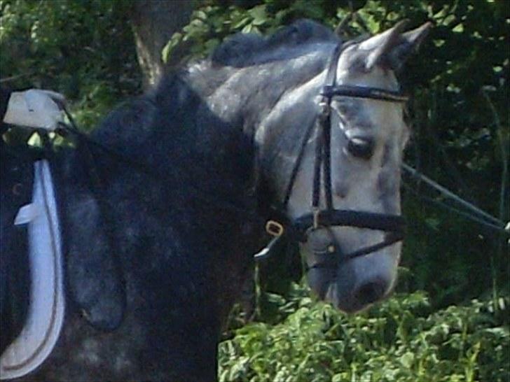 Anden særlig race Pegasus (SOLGT) billede 5