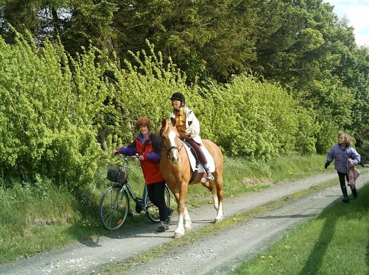 Tyroler Haflinger Dixie<3 (Bacardi)R.I.P:'( billede 2