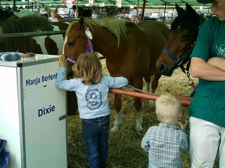 Tyroler Haflinger Dixie<3 (Bacardi)R.I.P:'( billede 3