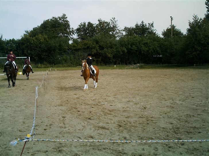 Tyroler Haflinger Dixie<3 (Bacardi)R.I.P:'( billede 4