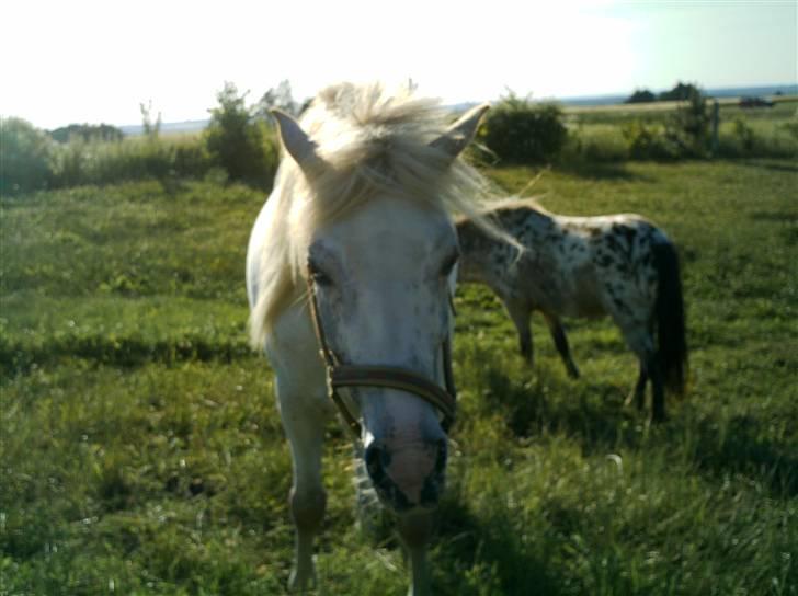 Knabstrupper Bonny*SOLGT*(Eftersøges) - Lækkert sommergræs ! billede 11