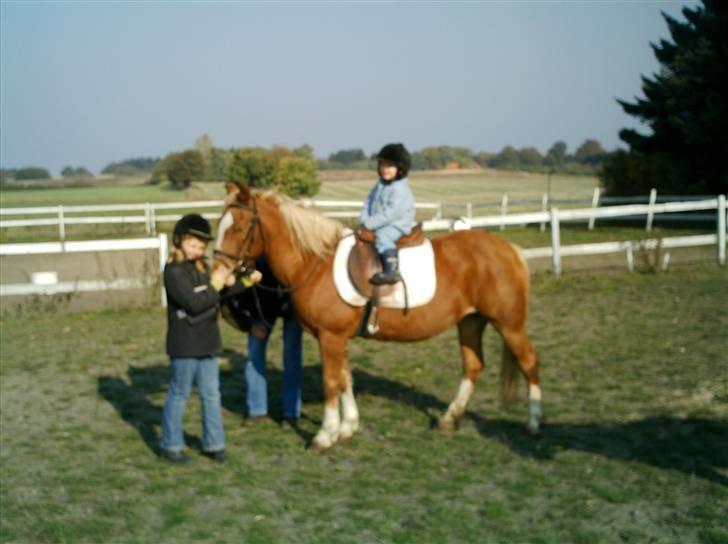 Tyroler Haflinger Dixie<3 (Bacardi)R.I.P:'( billede 5