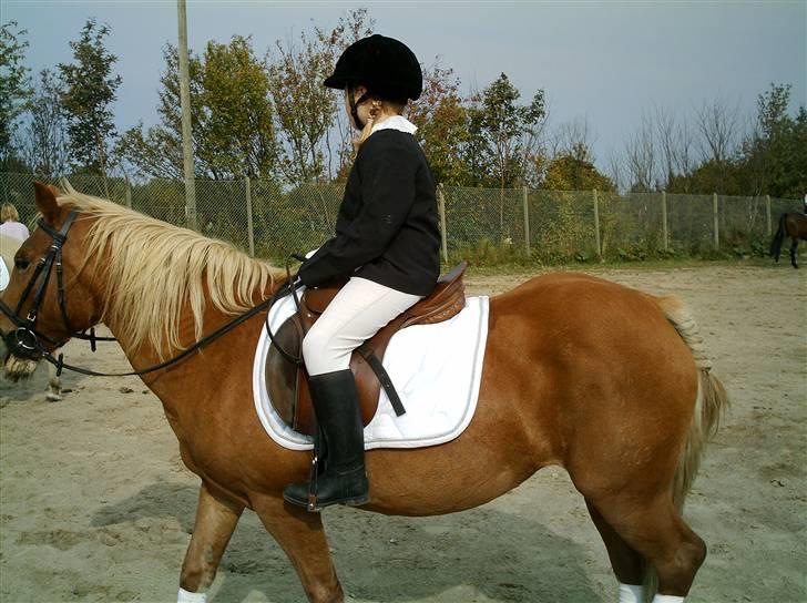 Tyroler Haflinger Dixie<3 (Bacardi)R.I.P:'( billede 6