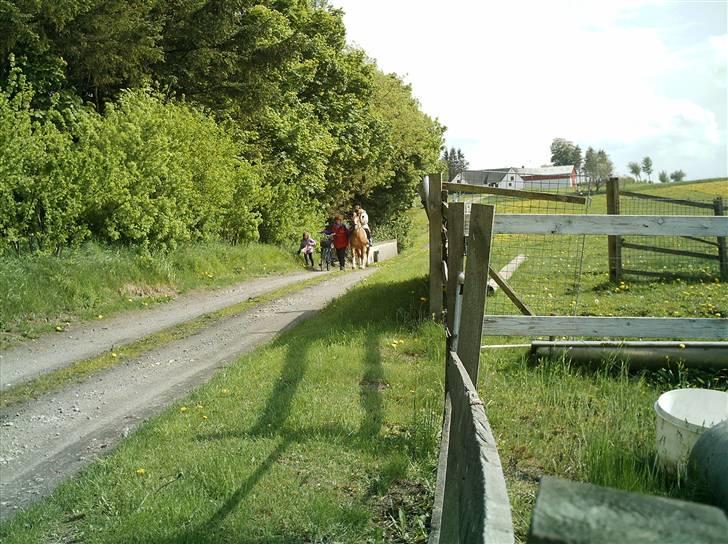 Tyroler Haflinger Dixie<3 (Bacardi)R.I.P:'( billede 7