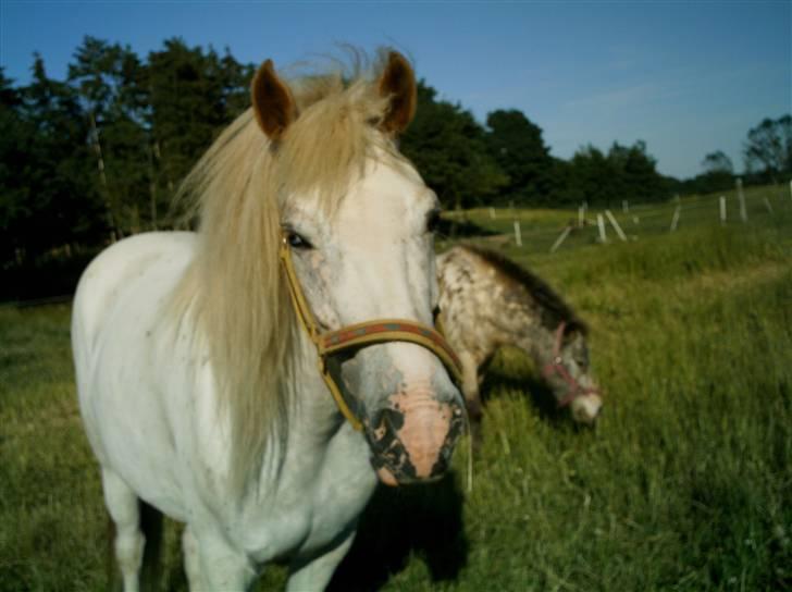 Knabstrupper Bonny*SOLGT*(Eftersøges) - Er jeg ikke nuttet? billede 13