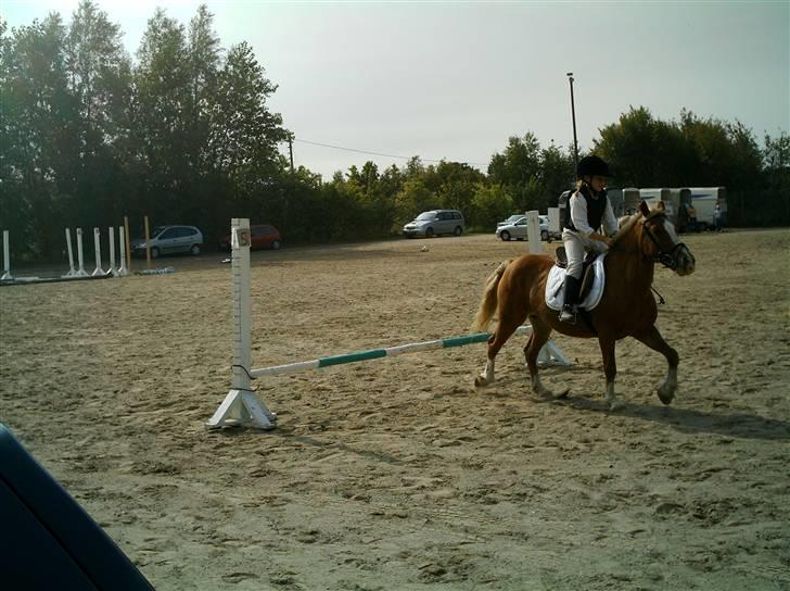 Tyroler Haflinger Dixie<3 (Bacardi)R.I.P:'( billede 8