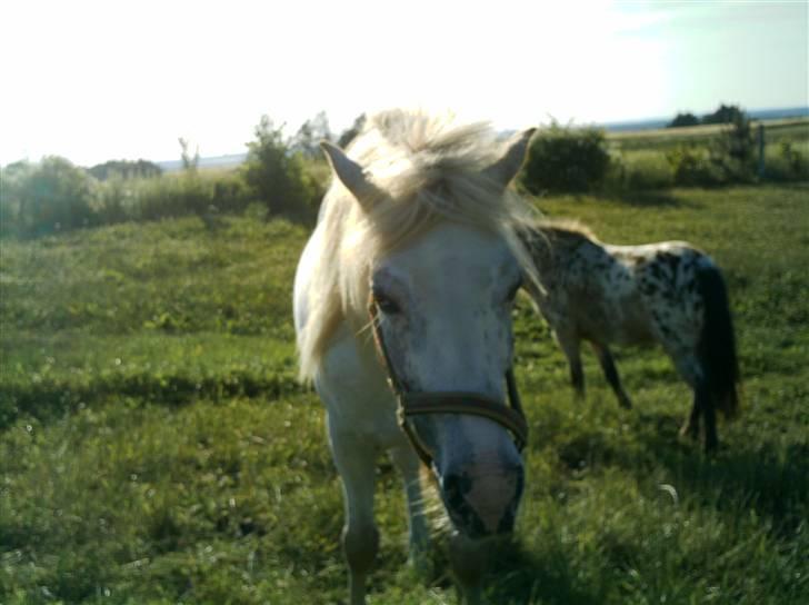 Knabstrupper Bonny*SOLGT*(Eftersøges) - (L) billede 16