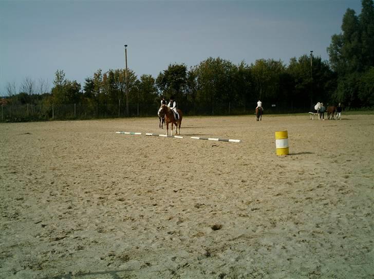 Tyroler Haflinger Dixie<3 (Bacardi)R.I.P:'( billede 9