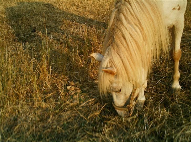 Knabstrupper Bonny*SOLGT*(Eftersøges) - Bonny <3 billede 17