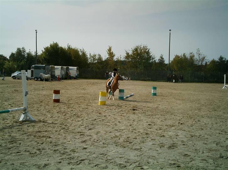 Tyroler Haflinger Dixie<3 (Bacardi)R.I.P:'( billede 10