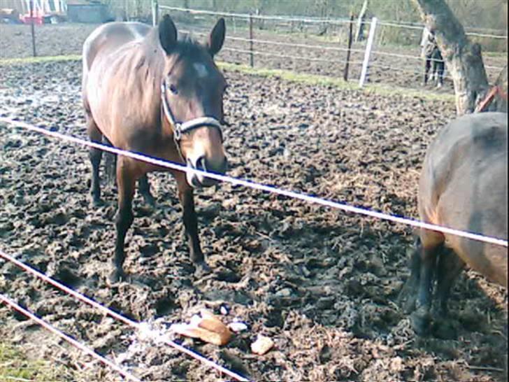 Anden særlig race Mille(solgt) - Mille & Anja står og spiser brød(: billede 4