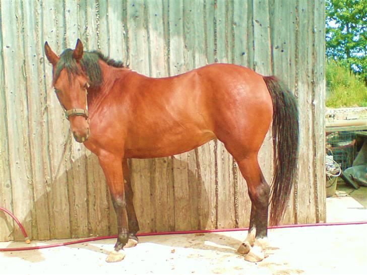 Anden særlig race Beauty -  Beauty er bare så sød 8D billede 1