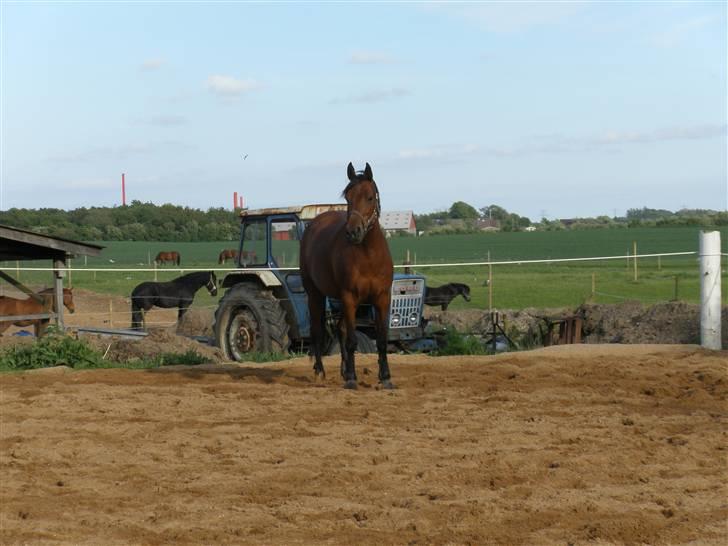 Anden særlig race Beauty - Står og samler kræfter til at springe!! xD billede 2