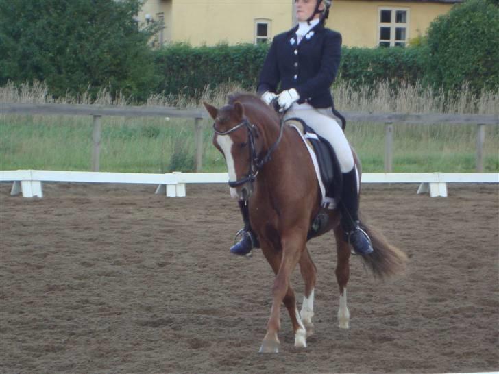 Welsh Pony (sec B) Låddenhøjs Swingboy SOLGT billede 13
