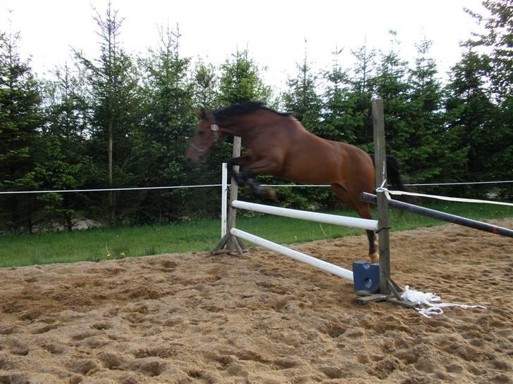 Anden særlig race Beauty - Løsspring..  ;) billede 3