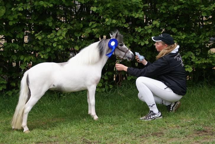 Dansk Miniature Tjørnelund's Jasmin - Så er vi lige blevet kåret:) billede 11