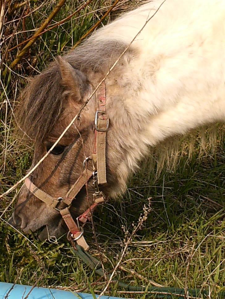 Dansk Miniature Tjørnelund's Jasmin billede 13