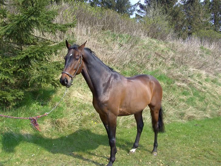 Dansk Varmblod Hesteløkkens Chic solgt  - eddy ;) billede 4