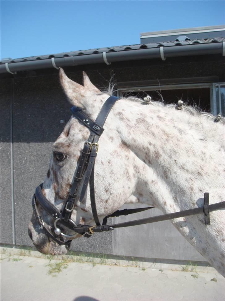 Knabstrupper Ac-Action - GL. Part. - Velkommen til actions profil! Stævne HVR d.7/6-08 LC2 & LB2 billede 1