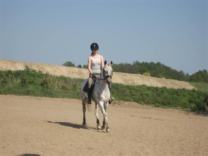 Knabstrupper Ac-Action - GL. Part. - L-Æ-K-K-E-R !  billede 2