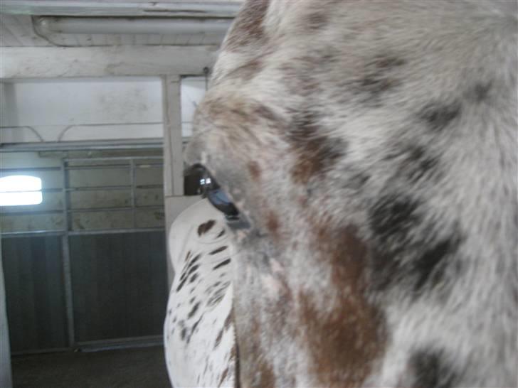 Knabstrupper Ac-Action - GL. Part. - A lovely soul. billede 3