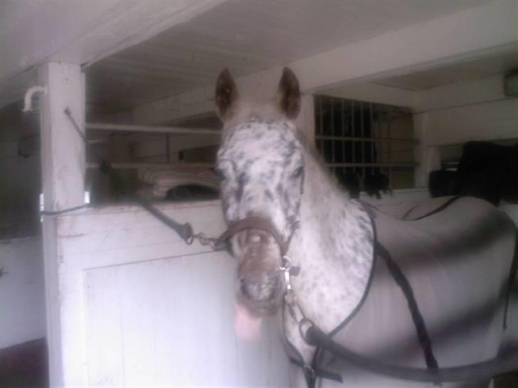 Knabstrupper Ac-Action - GL. Part. - Uha hvor er han lækker:o) billede 4