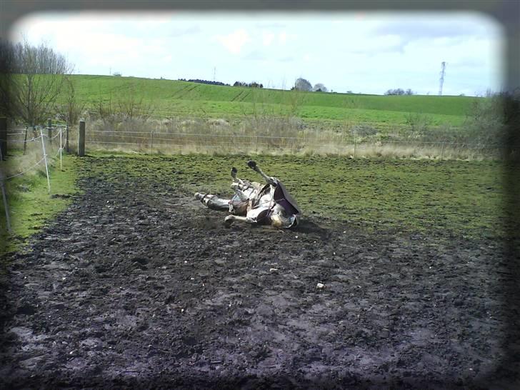 Knabstrupper Ac-Action - GL. Part. - En dejlig tur på folden efter endt ridt. :) billede 5