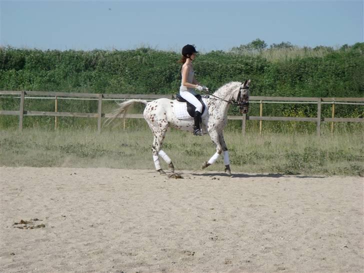 Knabstrupper Ac-Action - GL. Part. - Første stævne på den lille pony:o) billede 6