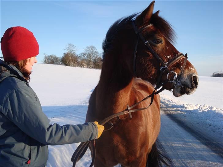 Anden særlig race Sir Gawain of Lisanku - Gawain nød virkelig vores gå turen i sneen den 9 januar <33 billede 10