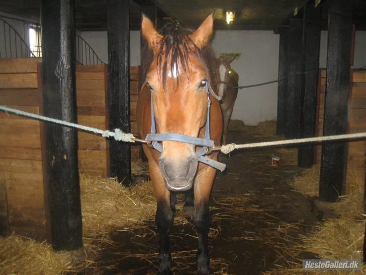 Anden særlig race Sir Gawain of Lisanku - En fin lille afslappet pony. billede 11