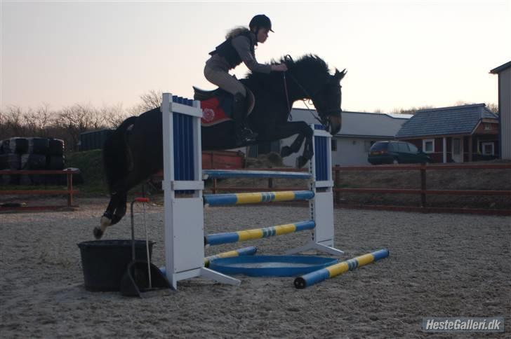 New Forest Zunette - solgt  - Mig & Zunet ved Jesper <3 [foto far] billede 20