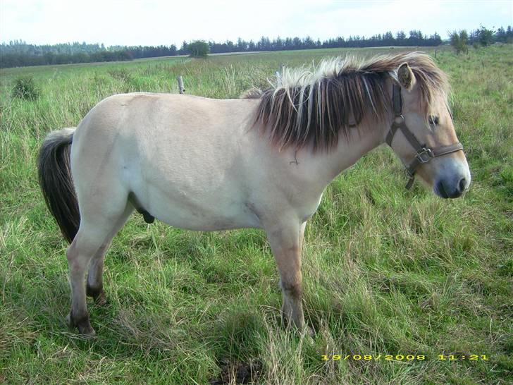Fjordhest Dior **solgt/Efterlyses** - ihh det lettede :o) billede 4