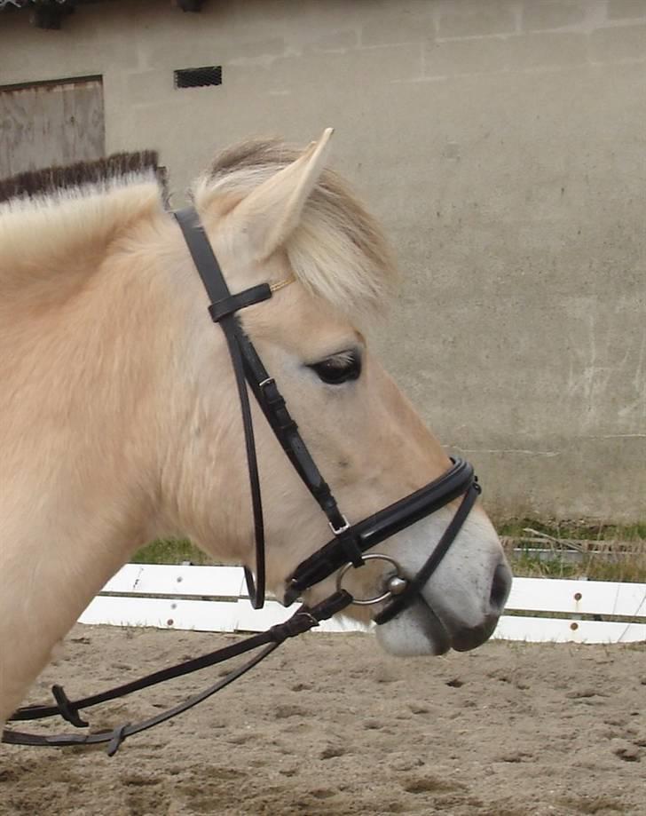 Fjordhest Jeanett Lundgård SOLGT - efteråret 08 billede 16