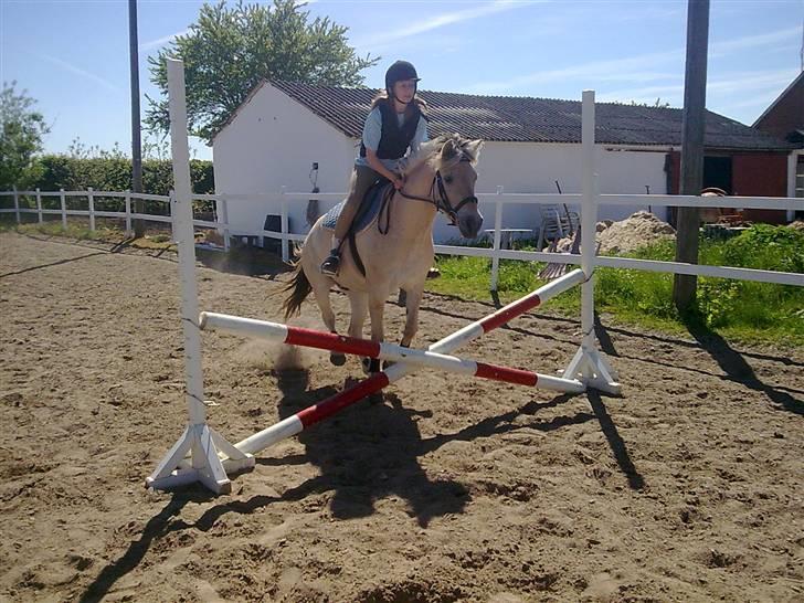 Fjordhest Jeanett Lundgård SOLGT - spring time med marie som lærer - maj 09 billede 17