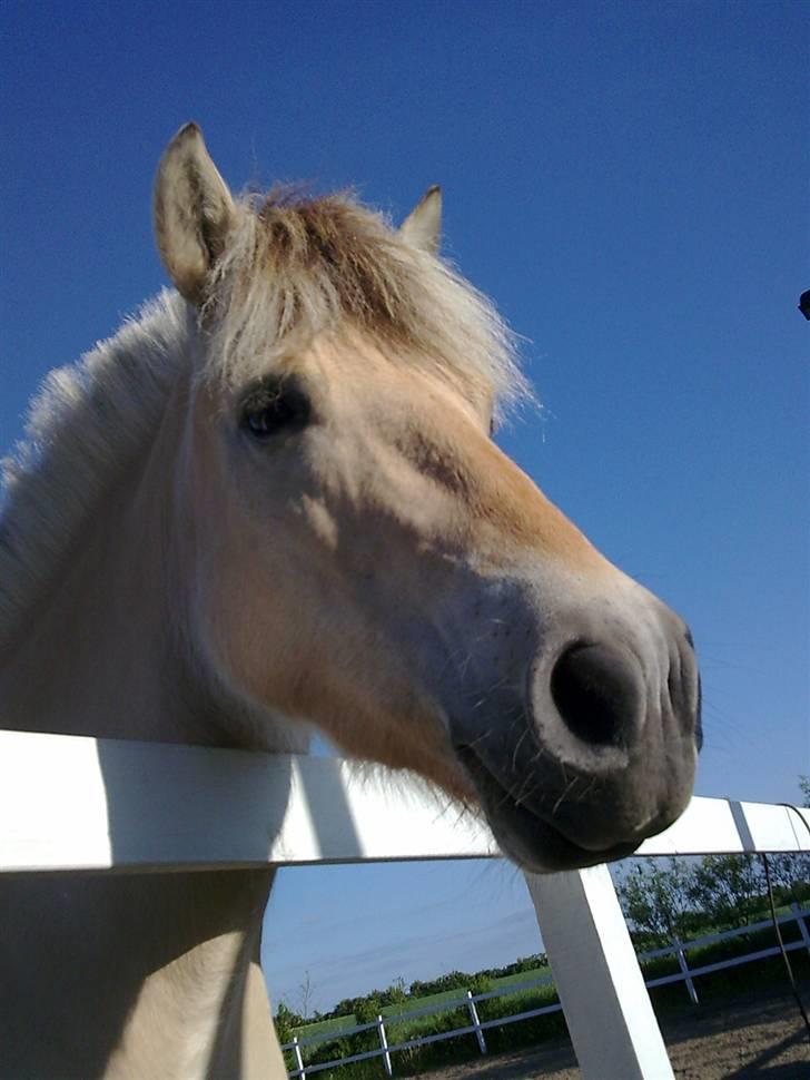 Fjordhest Jeanett Lundgård SOLGT - læg en kommentar og bedøm - foråret 09 billede 18