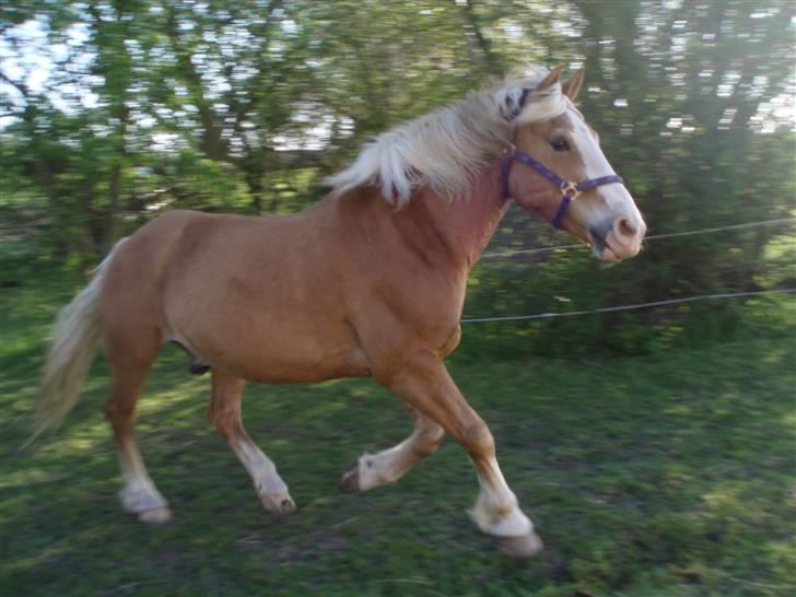 Haflinger Moses - NYT: vent på mig venner.. billede 2