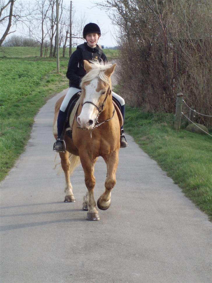 Haflinger Moses - På vej hjem igen billede 7