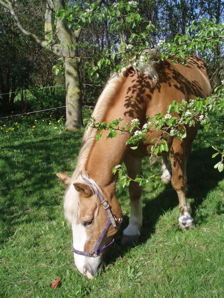 Haflinger Moses - NYT: d, 3/5 2008 billede 8